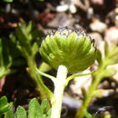 Image of Leptinella pyrethrifolia (Hook. fil.) D. G. Lloyd & C. J. Webb