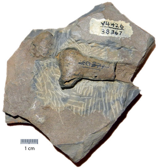 Sivun Pterosauria kuva