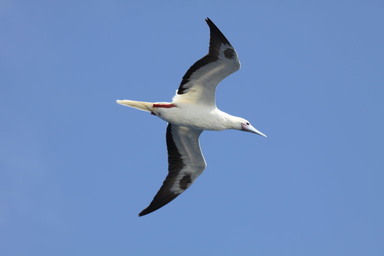 Image of Red-footed Booby