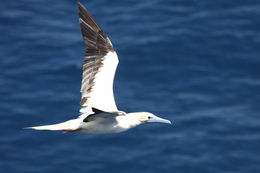 Image of Red-footed Booby