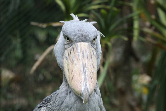 Image of Shoebill