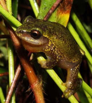 Image of Variable Reed Frog