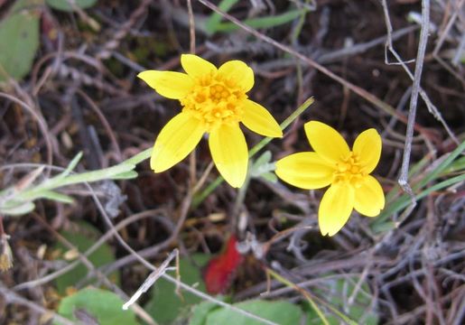 Image de Pseudobahia bahiifolia (Benth.) Rydb.