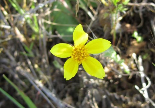 Image de Pseudobahia bahiifolia (Benth.) Rydb.