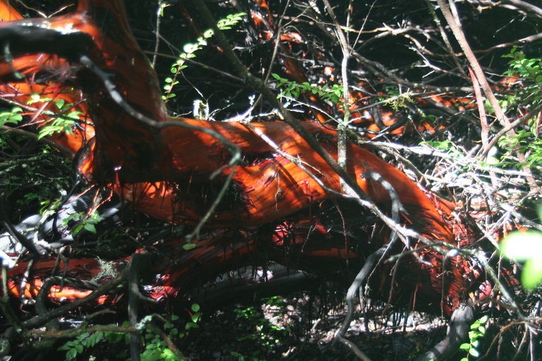 Sivun Arctostaphylos virgata Eastw. kuva