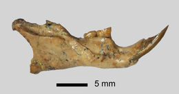 Image of <i>Peromyscus antiquus</i>