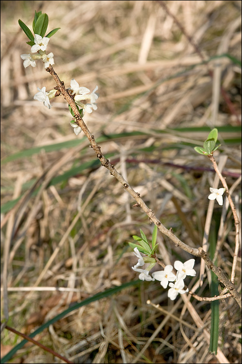 Image of <i>Daphne mezereum</i> var. <i>alba</i>