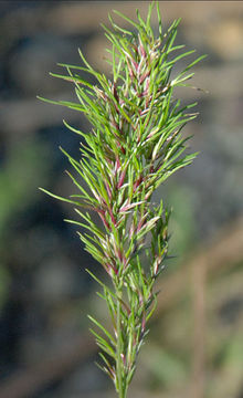 Image of bulbous bluegrass