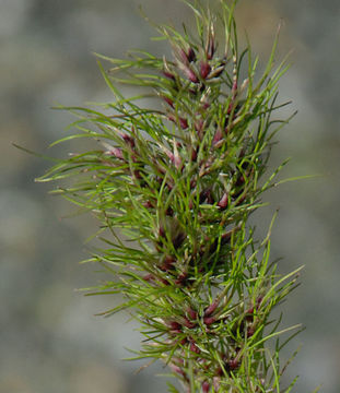 Image de Pâturin bulbeux