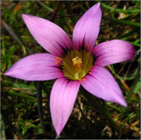 Image de Romulea rosea (L.) Eckl.