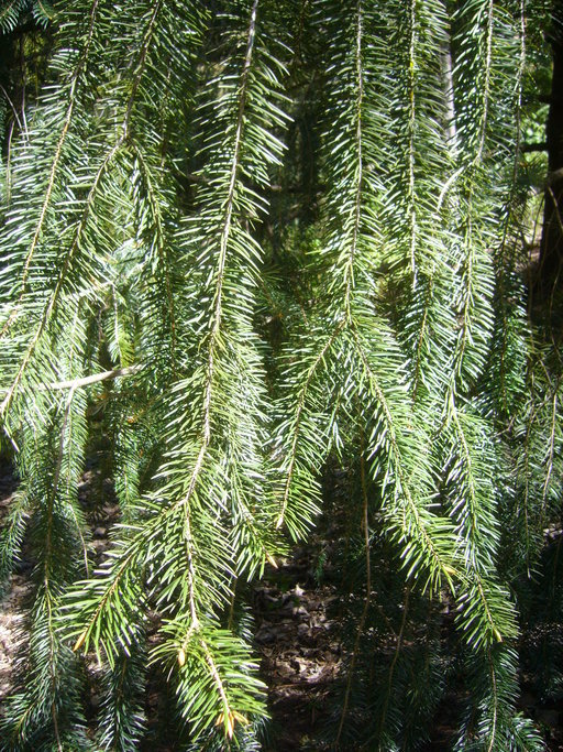 Plancia ëd Abies bracteata (D. Don) A. Poit.