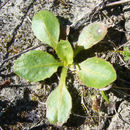 Image de Crépide à feuilles de capselle