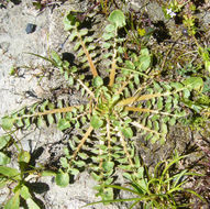 Image of Italian hawksbeard