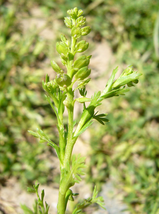 Image of upright pepperweed