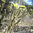 Salix delnortensis C. K. Schneider的圖片