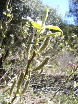 Salix delnortensis C. K. Schneider的圖片