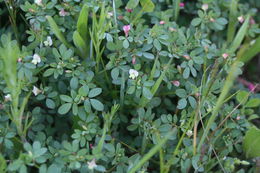 Слика од Acmispon parviflorus (Benth.) D. D. Sokoloff