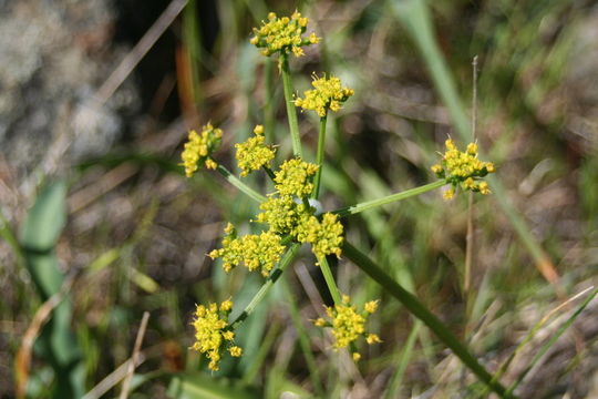 Image de Tauschia kelloggii (A. Gray) J. F. Macbr.