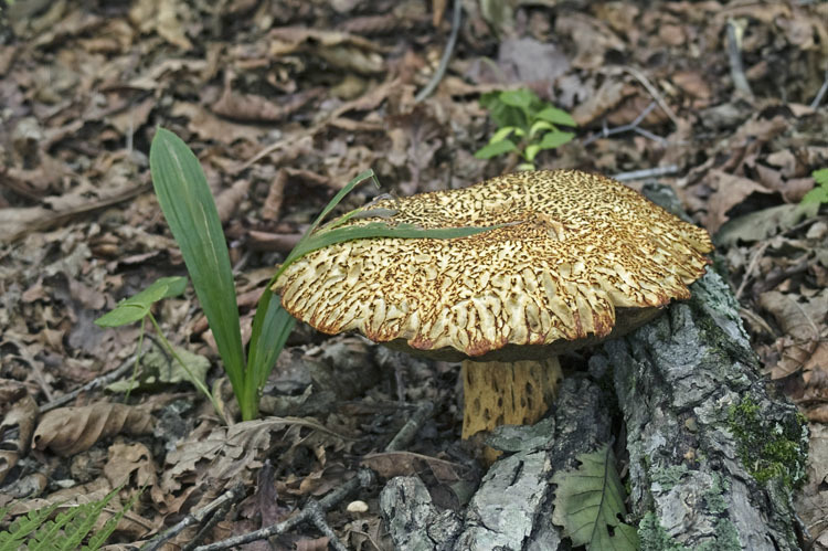 Image of <i>Leccinum extremiorientale</i>