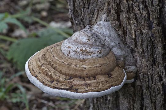 Image of Artist's fungus