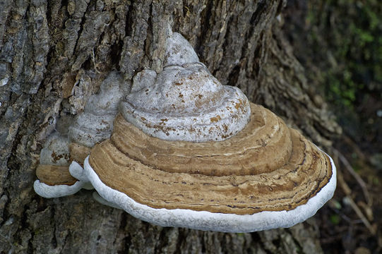 Image of Artist's fungus