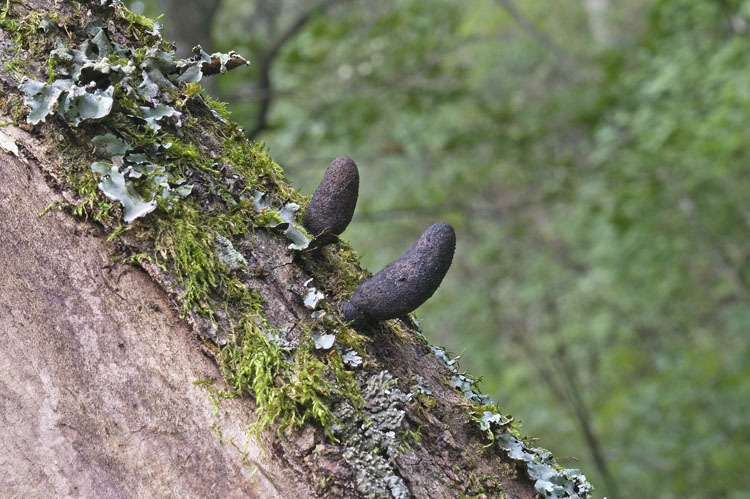 صورة Xylaria cubensis (Mont.) Fr. 1851