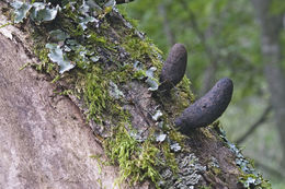 Слика од Xylaria cubensis (Mont.) Fr. 1851