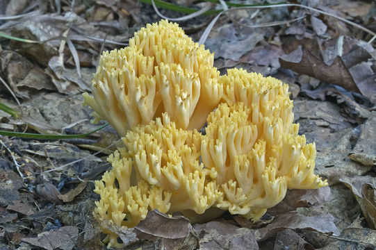 Ramaria obtusissima (Peck) Corner 1950 resmi