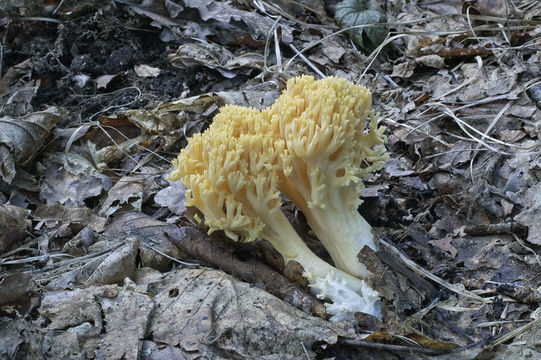 Image of Ramaria obtusissima (Peck) Corner 1950