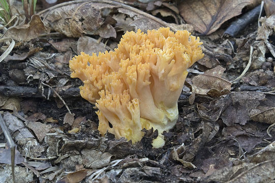 Image of Ramaria aurea (Schaeff.) Quél. 1888