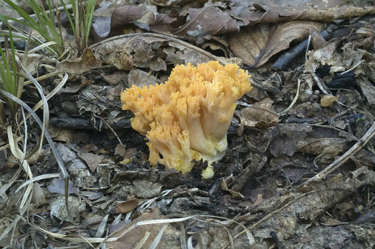 Image of Ramaria aurea (Schaeff.) Quél. 1888