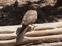 صورة Toxostoma curvirostre (Swainson 1827)