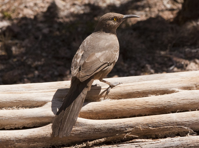 Image of Curve-billed Thrasher