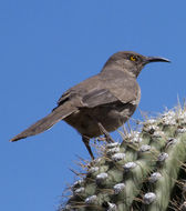 Image of Curve-billed Thrasher