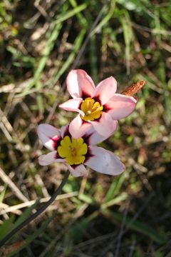 Image of wandflower