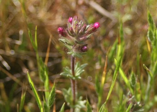 Image of broadleaf glandweed