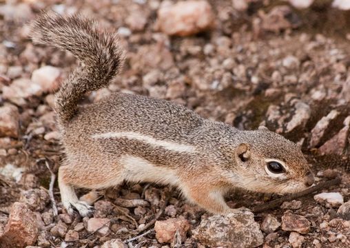 Ammospermophilus harrisii (Audubon & Bachman 1854)的圖片