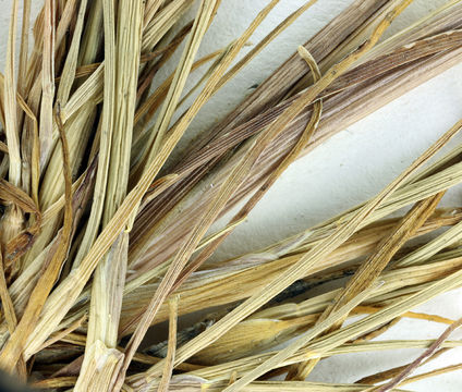 Image of Weeping alkali grass