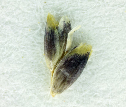 Image of Weeping alkali grass