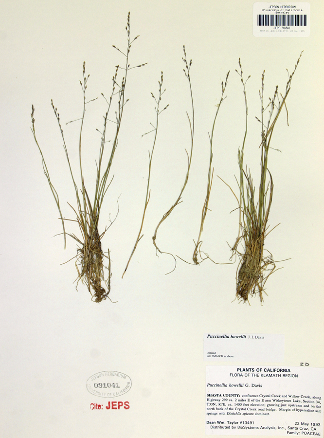 Image of Howell's Alkali Grass