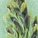 Image of Lemmon's alkaligrass