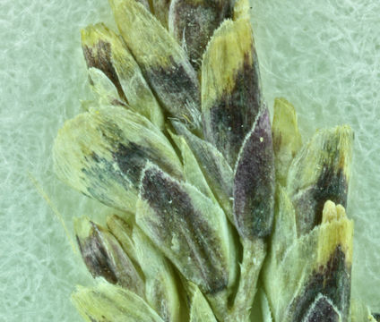 Image of Lemmon's alkaligrass