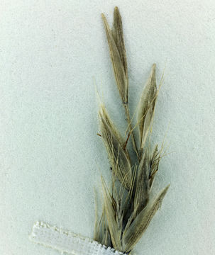 Image of Grass