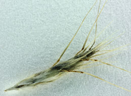 Image of Grass