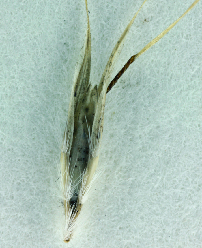 Image of Grass