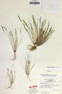 Image of common Mediterranean grass