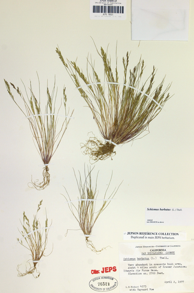 Image of common Mediterranean grass