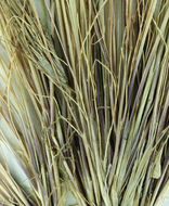 Image of common Mediterranean grass