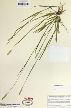 Слика од Setaria parviflora (Poir.) Kerguélen