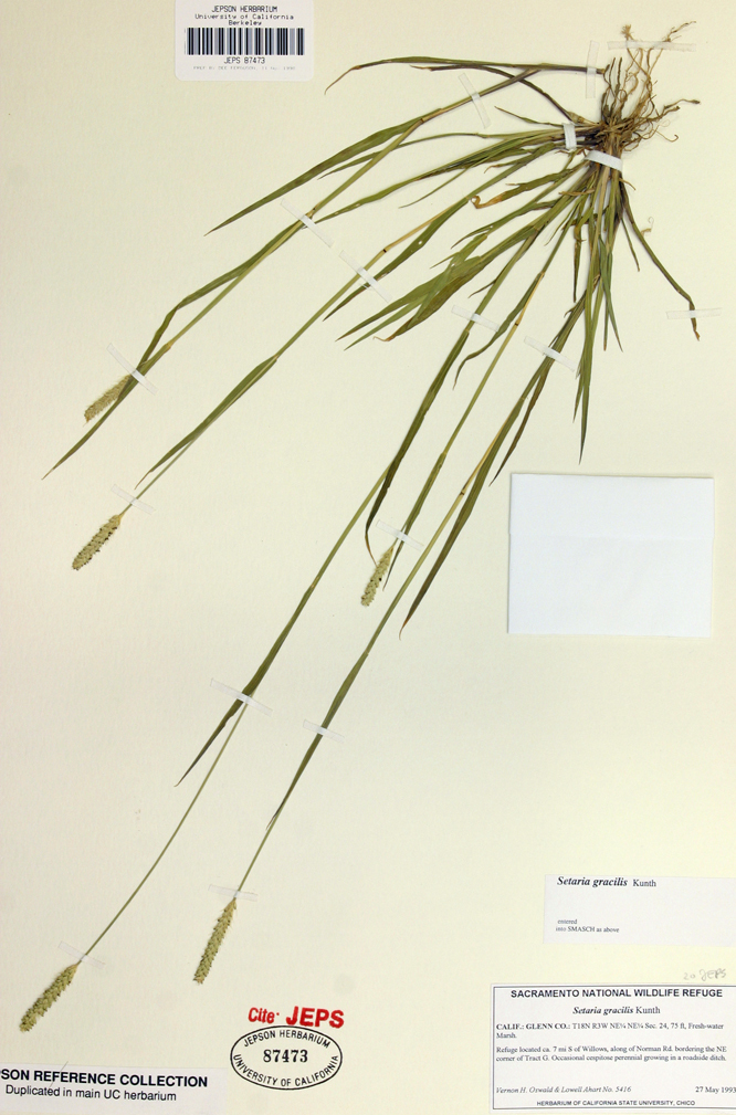 Image of Knotroot Foxtail